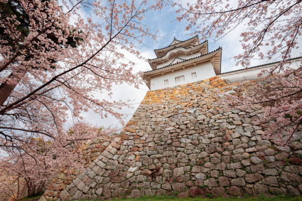 Akashi, Japan - April 9, 2017: Akashi Castle corner turret with cherry blossoms in spring season. The historic castle dates from 1617.