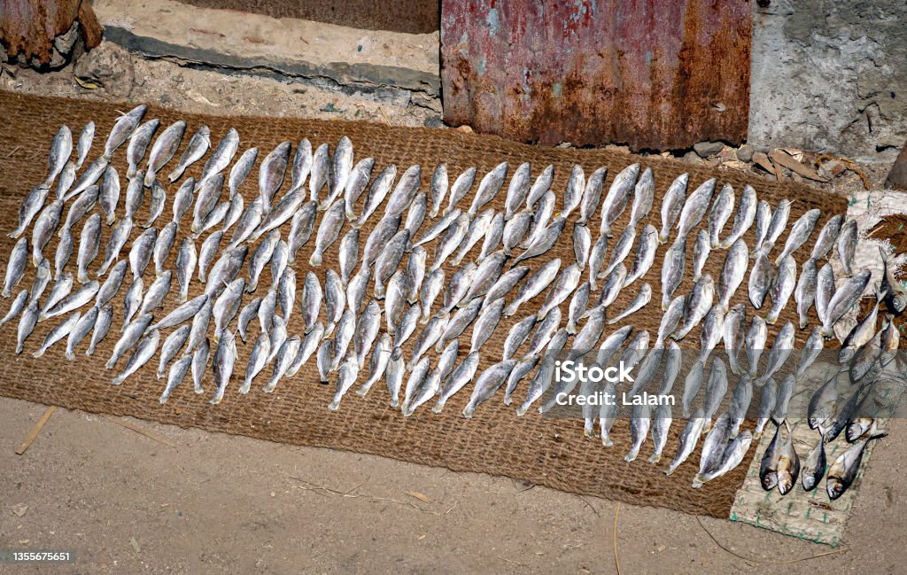 Freshly catch-ed fish kept for drying on cloth on the sea shore of Rameswaram, India. Abstract Stock Photo