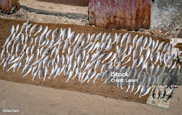 Freshly Catched Fish Kept For Drying On Cloth On The Sea Shore Of Rameswaram India Stock Photo - Download Image Now