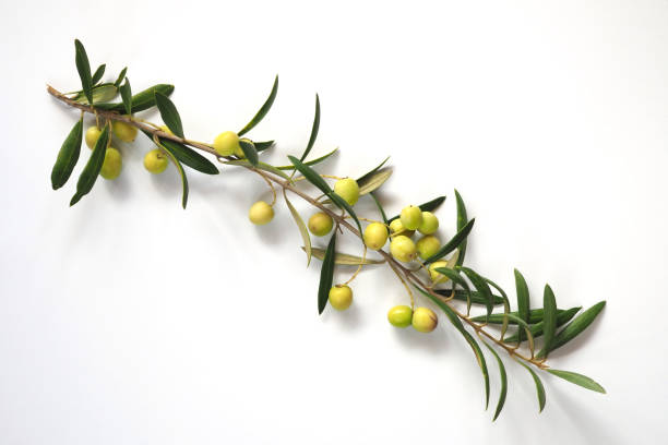 istock Olive branch with green olives 1355676622