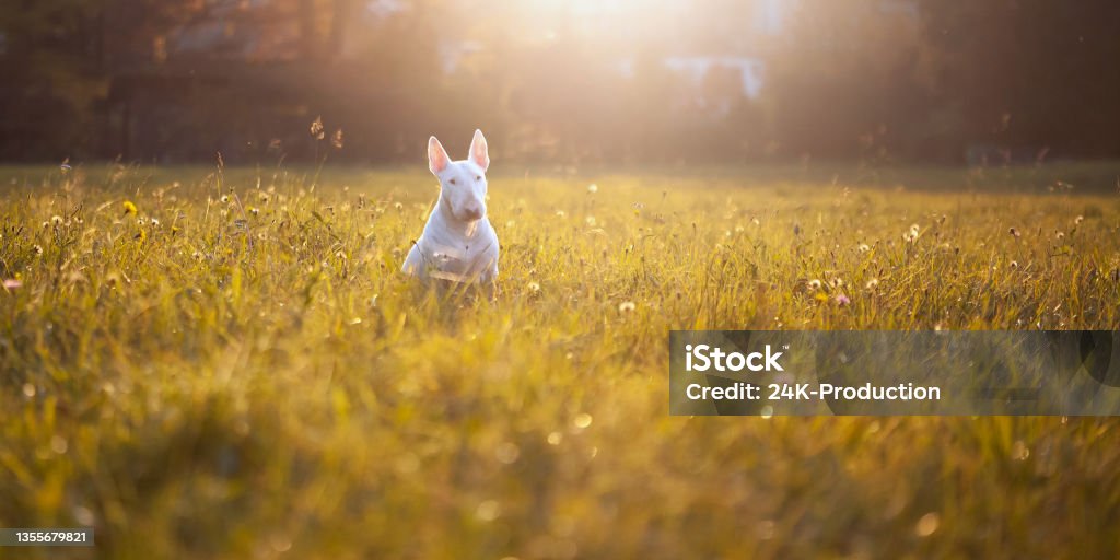 White bull terrier White Bull Rerrier on green grass at sunset Bull Terrier Stock Photo