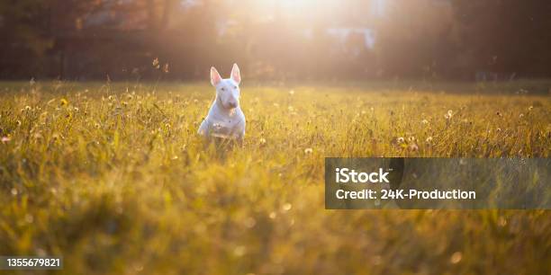 White Bull Terrier Stock Photo - Download Image Now - Bull Terrier, Panoramic, Photography