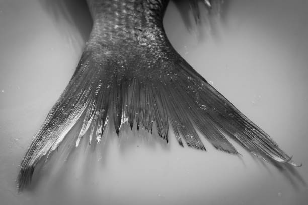 istock Tail of raw saltwater fish 1355679835