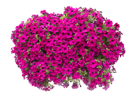 petunia flowers on the wall of the house isolated on white background