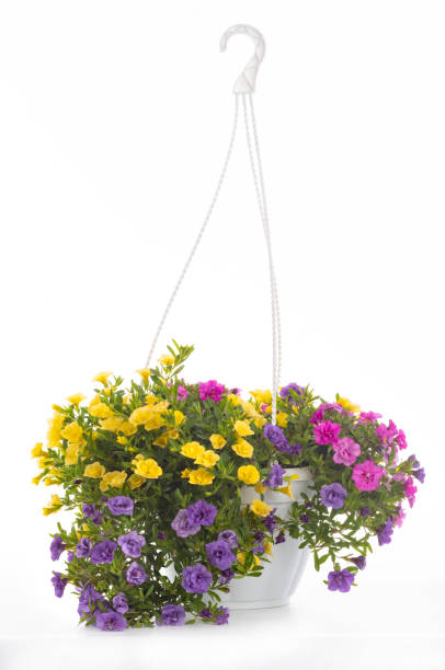 istock calibrachoa flower white pot on white background 1355681794