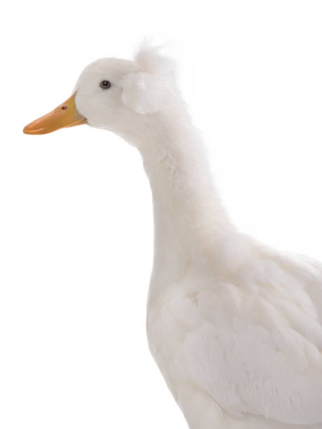 istock portrait of a white duck isolated on white background 1355681810