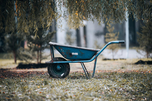 Wheelbarrow under a tree, between two young planted conifers.