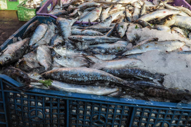 Pile of fish in plastic boxes with ice on display at street market - Marrakesh Morocco.