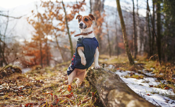 istock Small Jack Russell terrier in dark blue winter jacket leaning on fallen tree one paw up with grass and snow patches, blurred trees or bushes background 1355683075