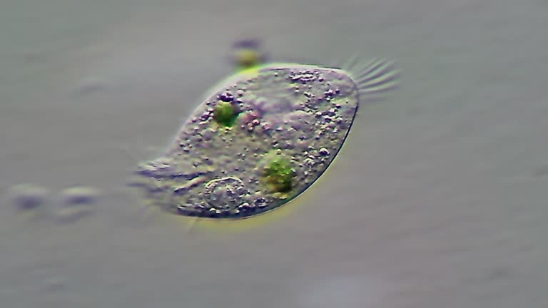 Micro organisms - Ciliate Protozoan