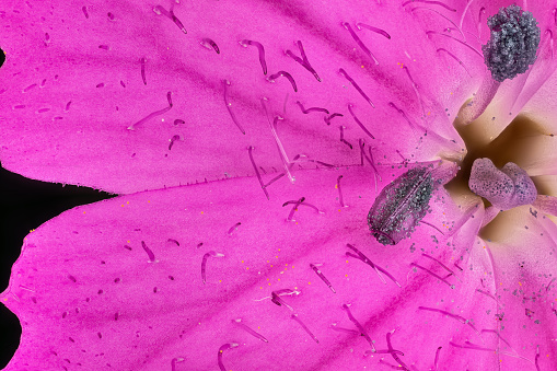 Pink wild carnation flowers - Dianthus species - under microscope, pistil with stigma and pollen particles covered stamen visible. Image width 9mm.