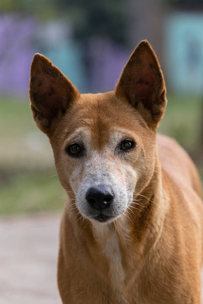 istock street dog looking 1355683344