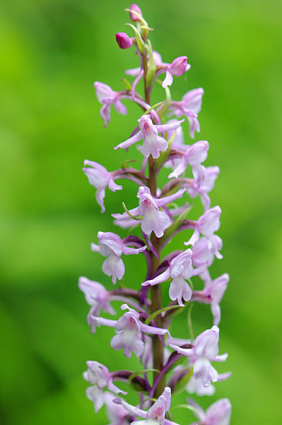 wild orchid. Muecken-Haendelwurz - Fragrant Orchid (Gymnadenia conopsea) 