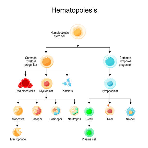 Haematopoiesis. development of different blood cells Haematopoiesis. development of different blood cells from haematopoietic stem cell to Red blood cells and White blood cells, Platelets and Lymphocytes. Vector poster for education stem cell illustrations stock illustrations