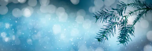 Photo of Blue blurry winter background with bokeh lights and fir branch