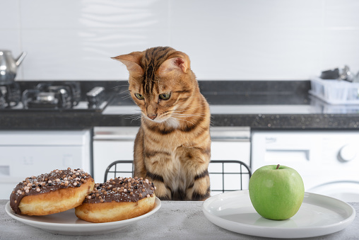 Domestic cat in the kitchen before choosing food. Bengal cat looks at a donut and an apple.