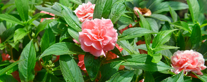 Beautiful pink Balsam flower in the garden. Wide photo.