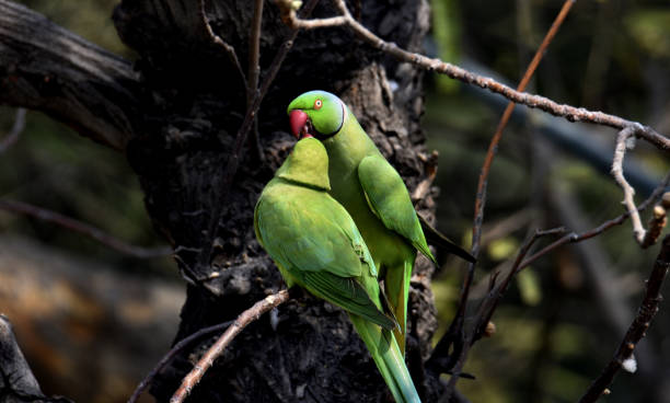 Parrots stock photo