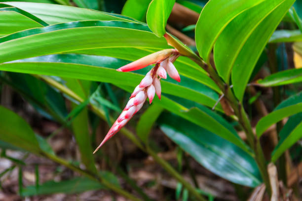 Cardamom flower growing on the spice farm