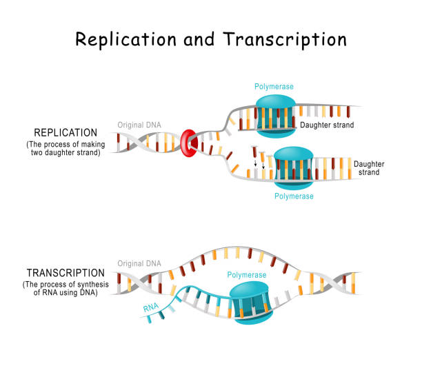 DNA Replication and Transcription DNA Replication and Transcription. Steps. double helix is unwound. Each separated strand acts as a template for replicating a new strand. Vector diagram for scientific, medical, and educational use. poster medical transcription stock illustrations