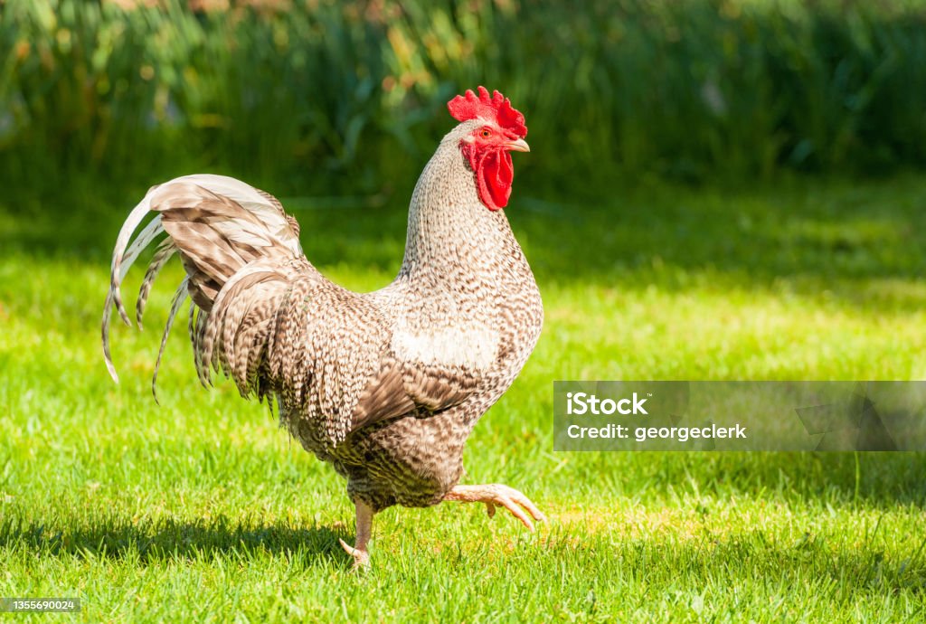 Rooster showing off Side view of a cockerel proudly striding across a lawn. Rooster Stock Photo