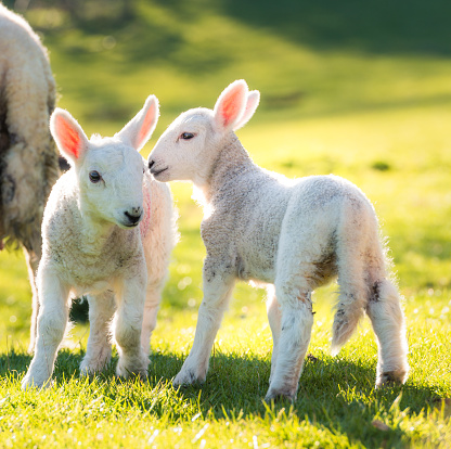 Two lambs playing in a field in spring, with one appearing to whisper a secret into the ear of the other.