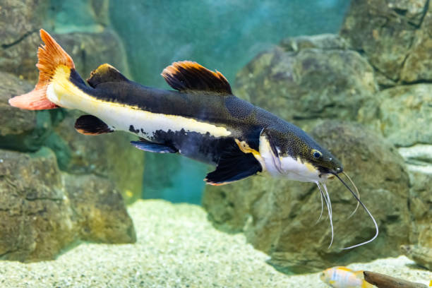 Cheerful multicolored fish under the supervision of a person. Helping wild animals. The redtail catfish, Phractocephalus hemioliopterus, is a pimelodid (long-whiskered) catfish. stock photo