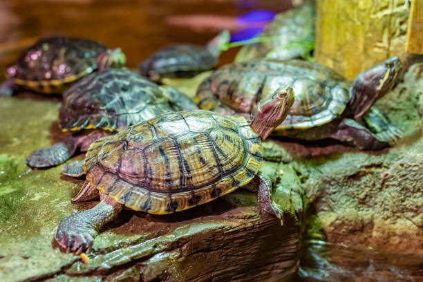 istock Sad red-eared turtles in the zoo's aviary. Animals in captivity. 1355692392