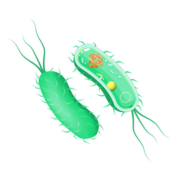 istock Bacteria anatomy. outside and inside view. Cross section of cell 1355695150