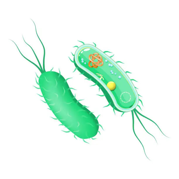 Vector illustration of Bacteria anatomy. outside and inside view. Cross section of cell