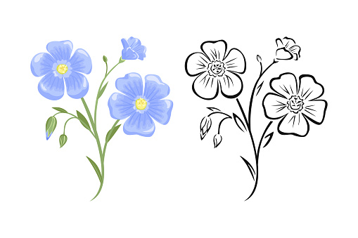 Flax flower. Color vector cartoon illustration and silhouette.