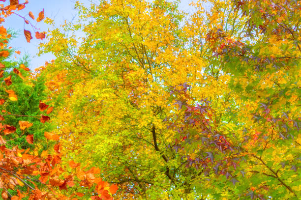 Colorful leaves during autumn day.