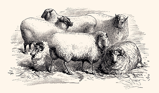 1876: Group of sheep on a farm. Vintage engraving circa late 19th century. Digital restoration by Pictore.