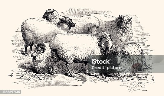 istock SHEEP FAMILY  (XXXL with lots of details) 1355697135