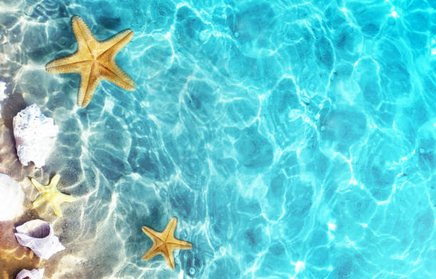 estrellas de mar, coral y conchas marinas en la playa de verano en agua de mar. fondo de verano. - beach coral close up water fotografías e imágenes de stock