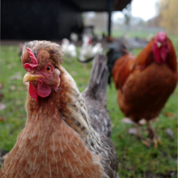 Meadow with only bantam roosters. In the front an unusual colored Sulmtaler bantam looking in the camera. Out of focus a Wyandotte bantam. In the distance a shed with other chickens. Earlobe stock pictures, royalty-free photos & images