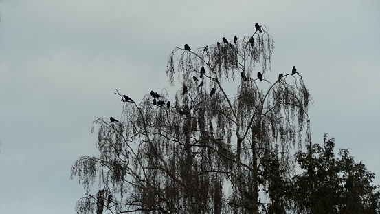 A big swarm of raven birds fly under a grey sky