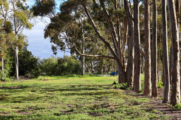 istock row of eucalypt trees in field 1355713253