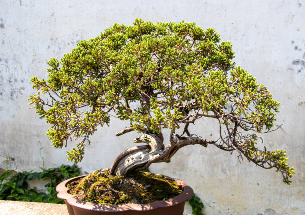 istock Bonsai tree in a park at Suzhou 1355714983