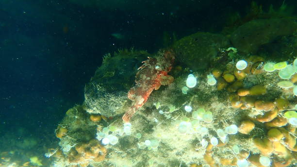 istock Black scorpionfish (Scorpaena porcus) undersea, Aegean Sea 1355716364