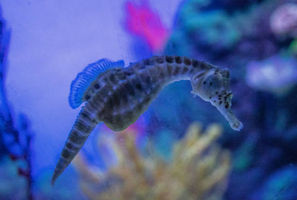 istock Seahorse in an aquarium 1355716542