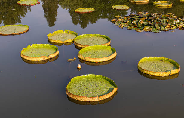 istock Water lily at Hangzhou 1355717216