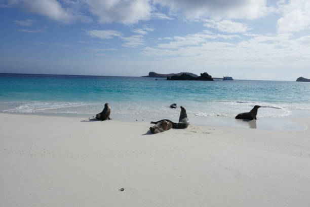 istock Gardener Beach, Espanola, Galapagos Islands 1355718730