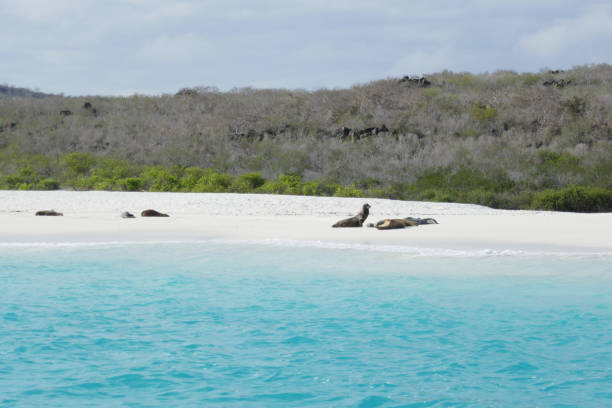 istock Gardener Beach, Espanola, Galapagos Islands 1355718738