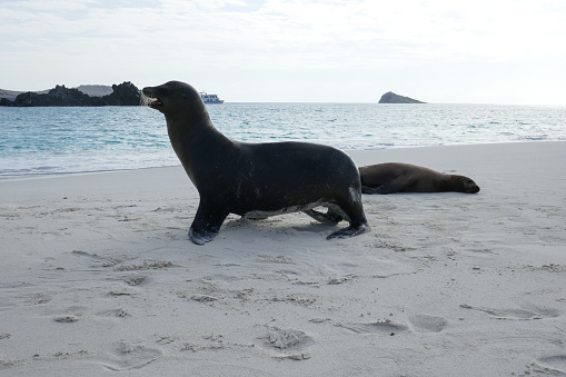 Sea lions are pinnipeds characterized by external ear flaps, long foreflippers, the ability to walk on all fours, short, thick hair, and a big chest and belly. Together with the fur seals, they comprise the family Otariidae, eared seals, which contains six extant and one extinct species in five genera. Their range extends from the subarctic to tropical waters of the global ocean in both the Northern and Southern Hemispheres, with the notable exception of the northern Atlantic Ocean.