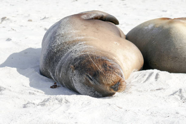 istock Gardener Beach, Espanola, Galapagos Islands 1355718845
