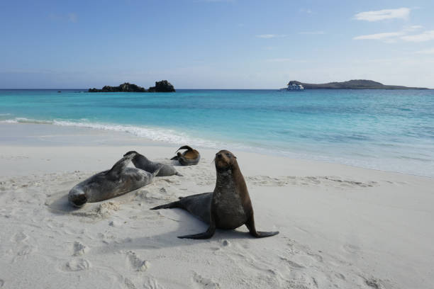 istock Gardener Beach, Espanola, Galapagos Islands 1355718867