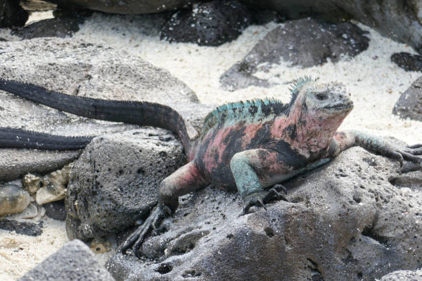 istock Gardener Beach, Espanola, Galapagos Islands 1355718963