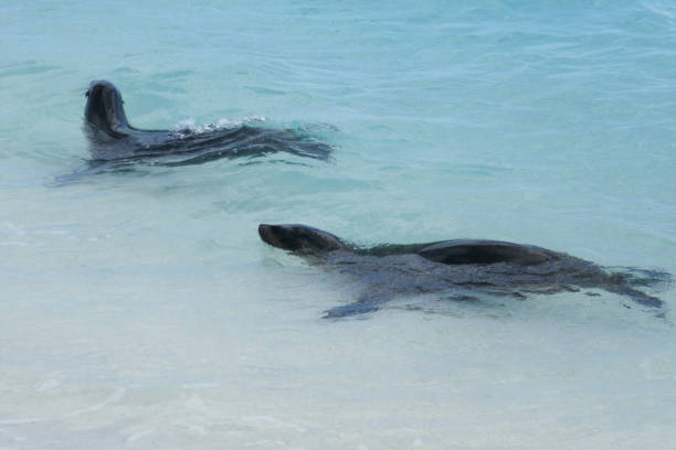istock Gardener Beach, Espanola, Galapagos Islands 1355718977