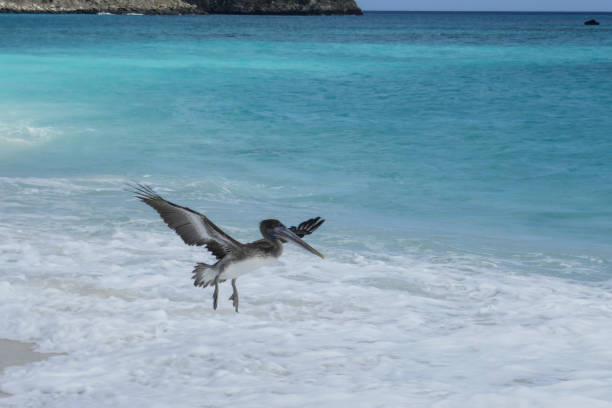 istock Gardener Beach, Espanola, Galapagos Islands 1355719066